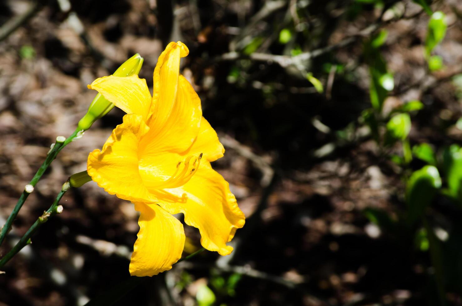 Beautiful yellow Daylily California Sunshine flower in a spring season at a botanical garden. photo