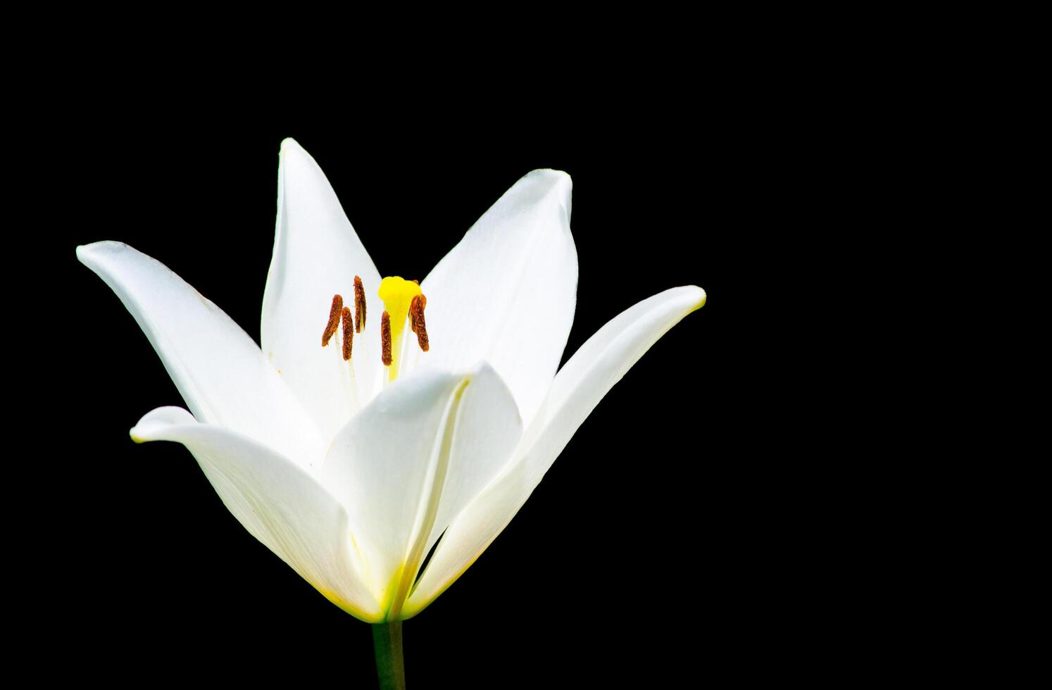 White lily flower isolated on black background. photo