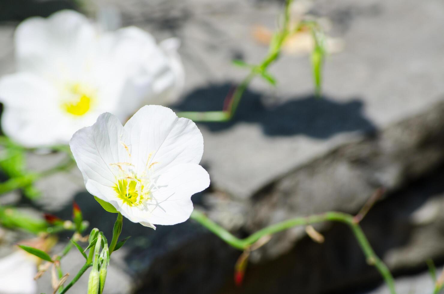 White soft delicate flower with yellow pollen in a spring season at a botanical garden. photo