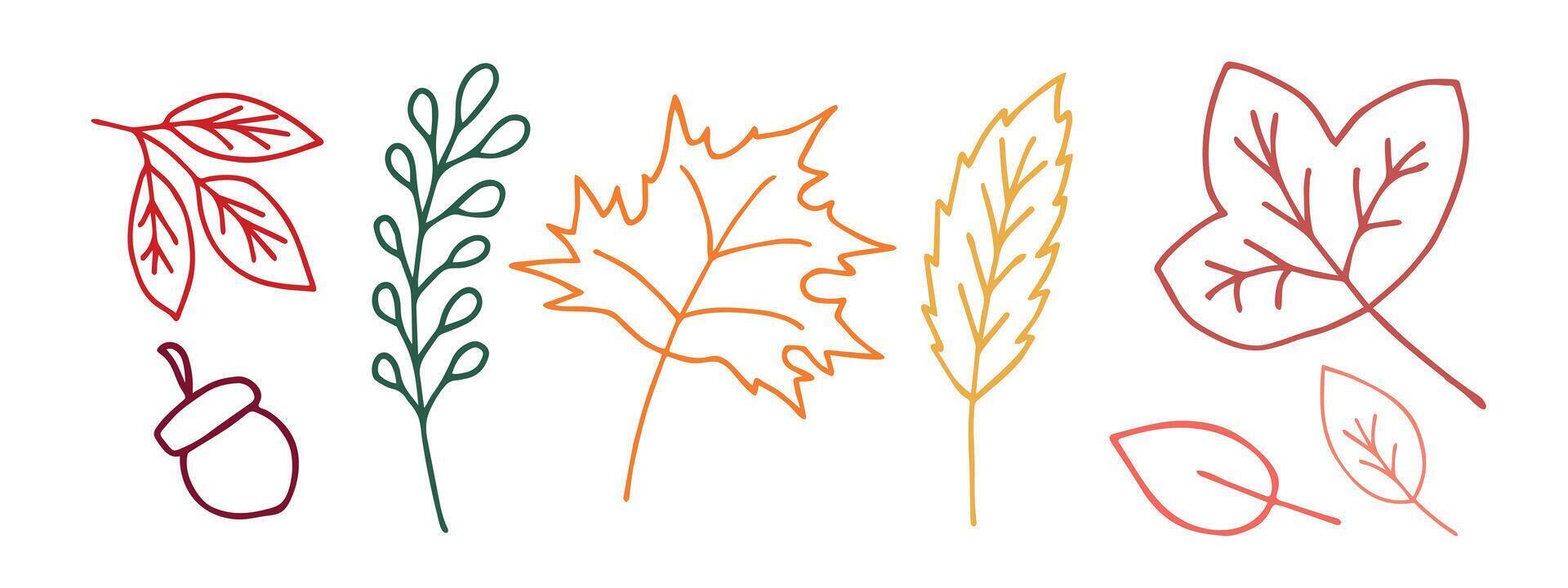 Set of hand drawn autumn leaves. vector