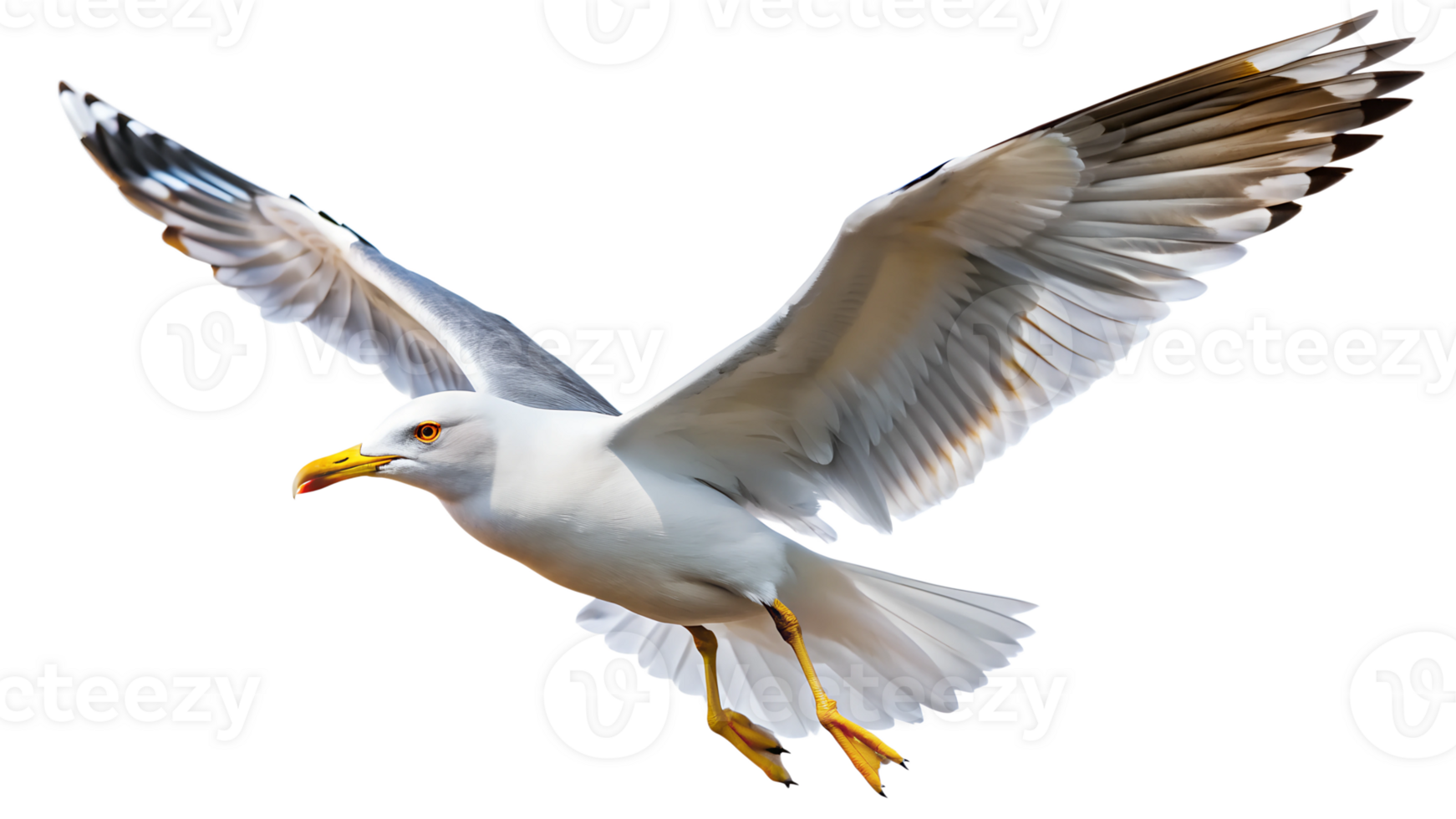 Soaring seagull in flight with open wings isolated transparent png