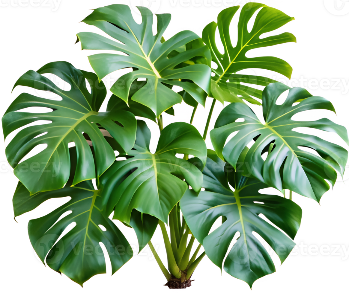 Monstera deliciosa with large green leaves. Plants, cut out transparent png