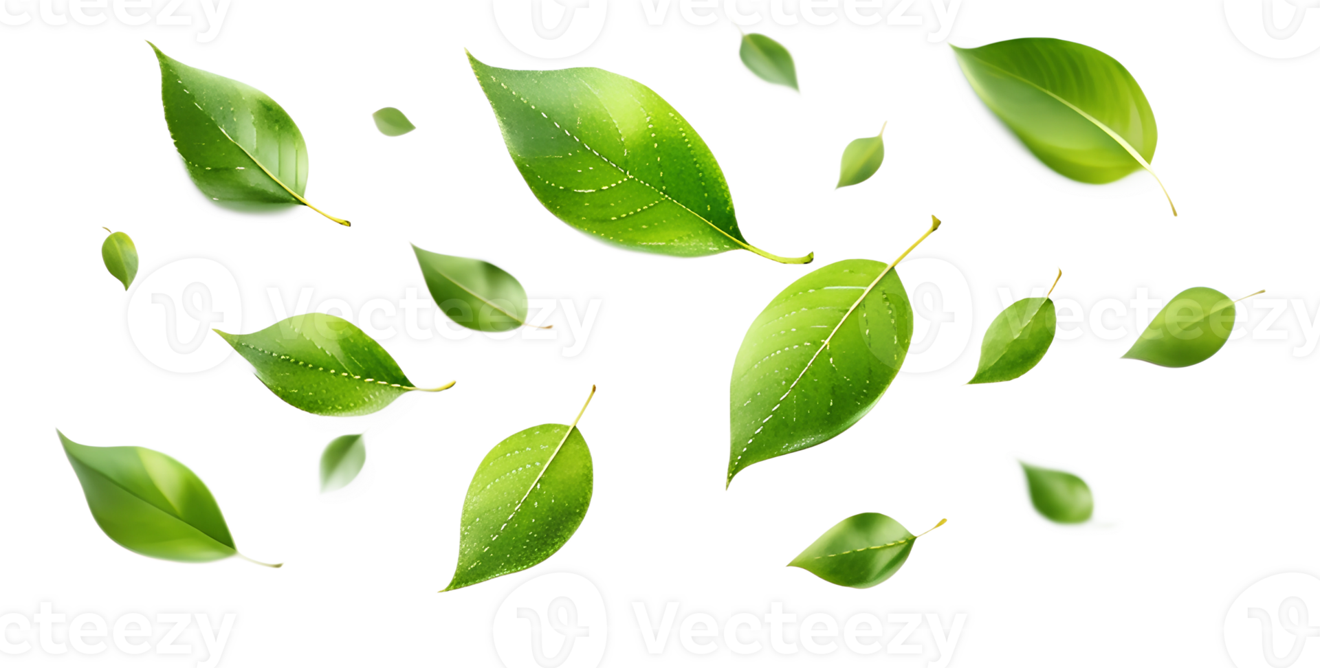 Scattered green leaves floating. Leaves . Tree, cut out transparent png