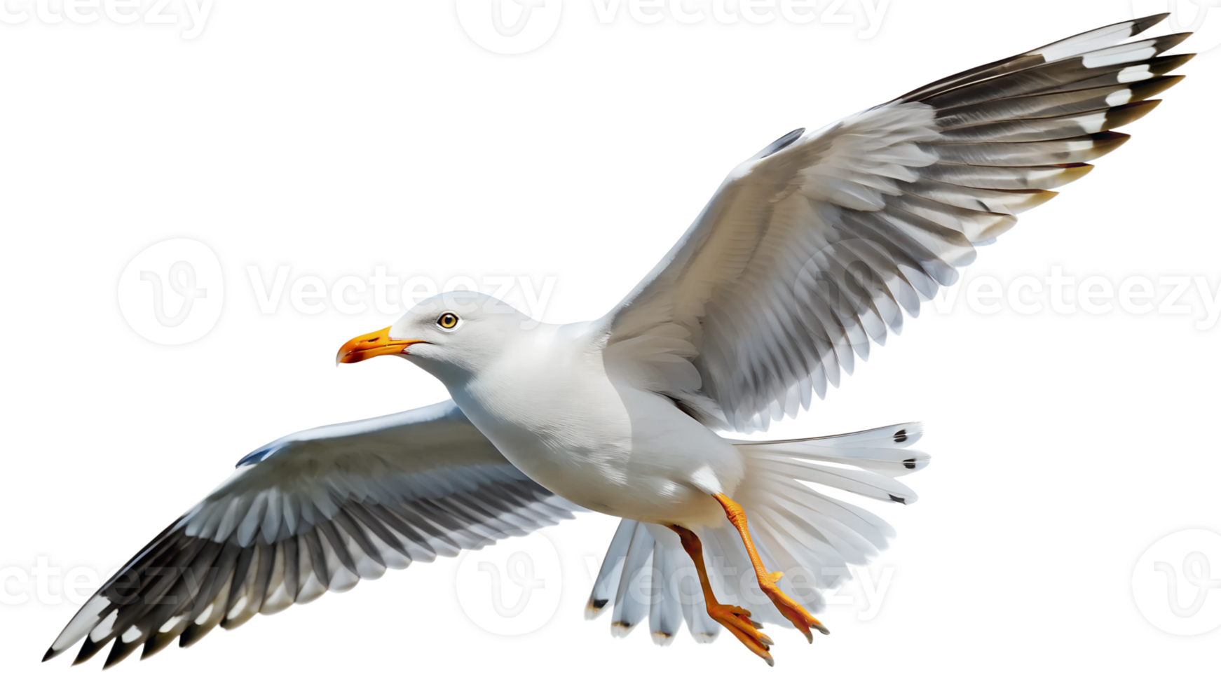 Seagull flying with wings spread isolated transparent png
