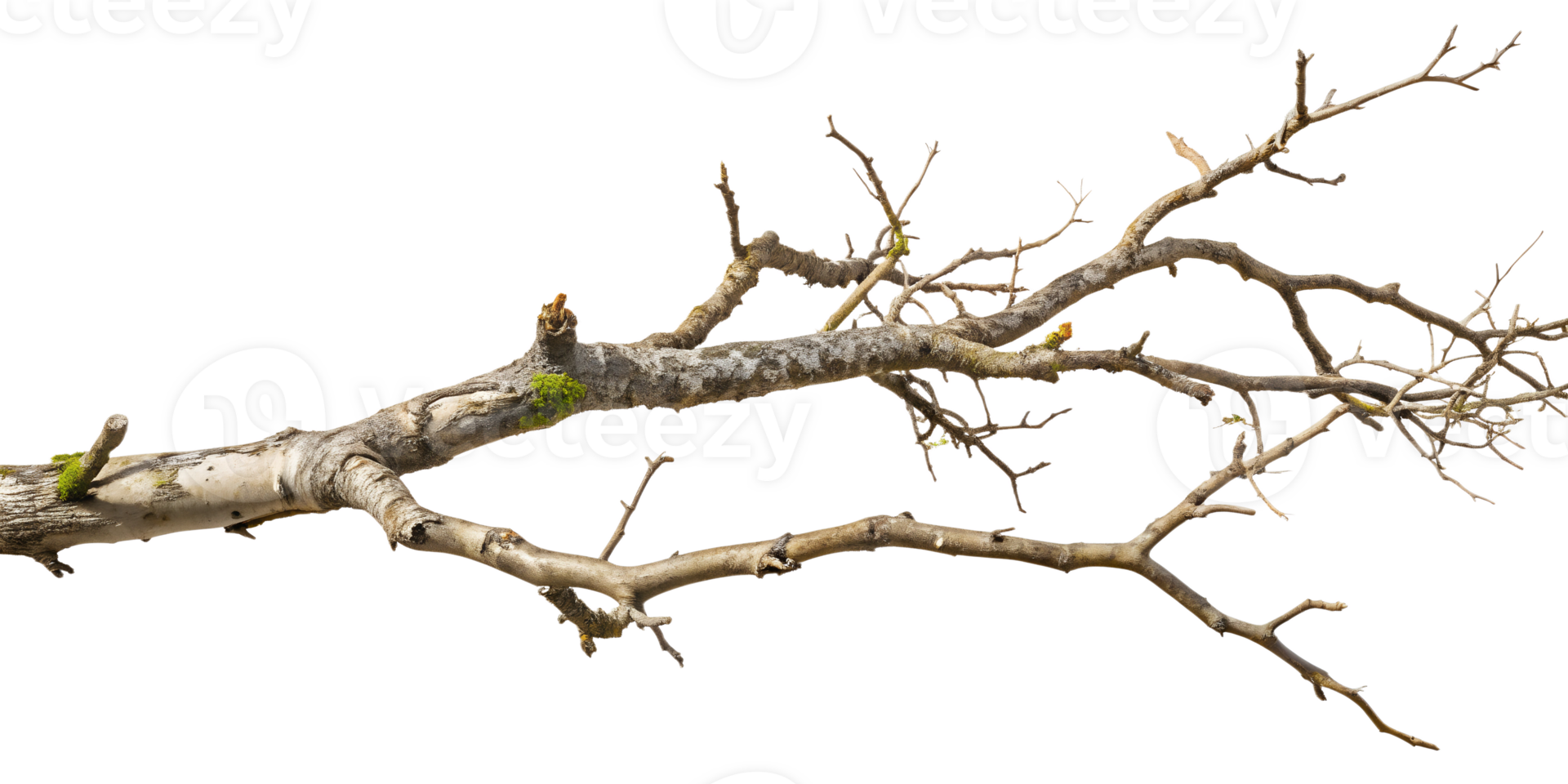 Bare tree branch with moss and lichen detail, transparent background png