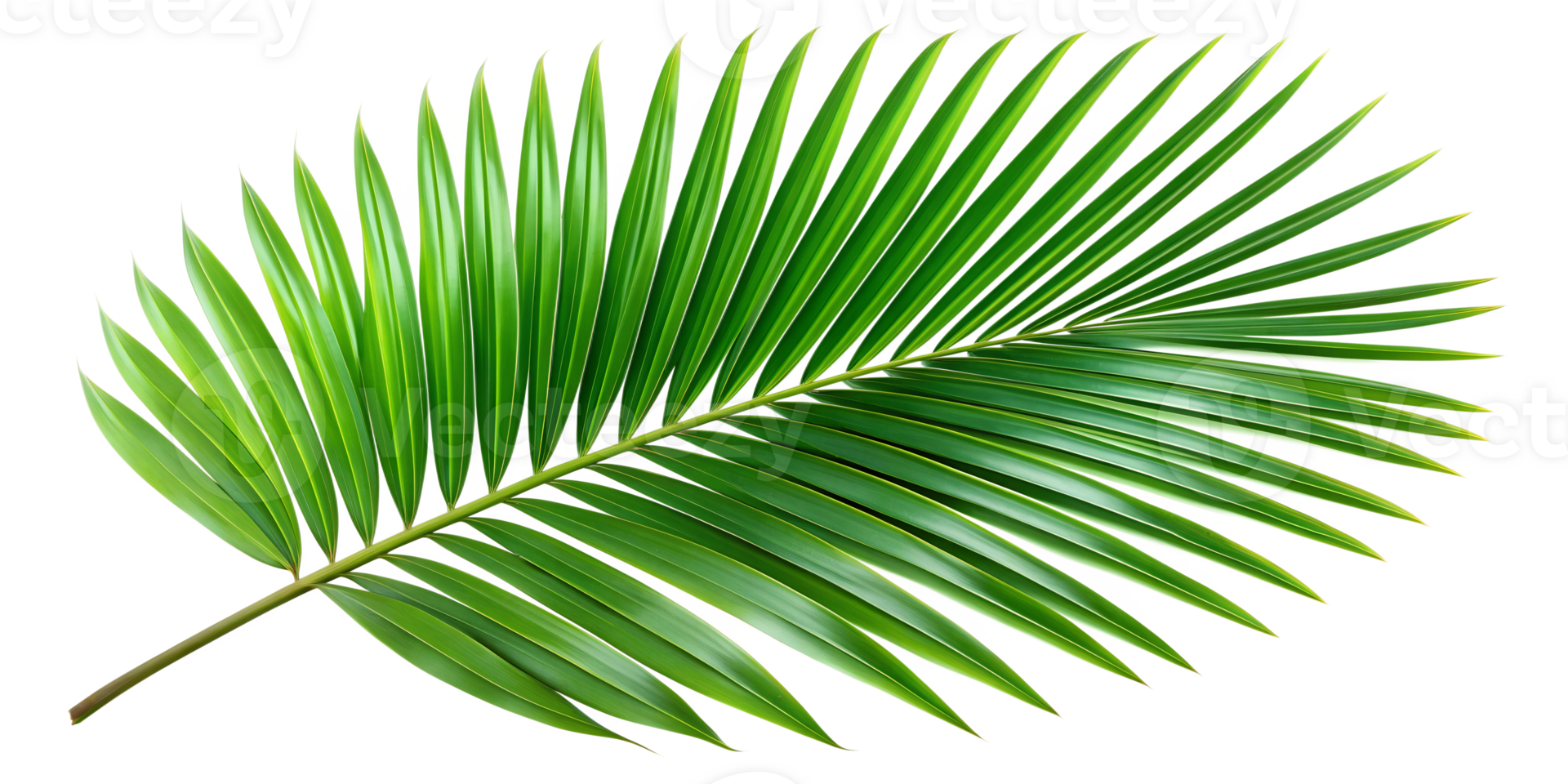Tropical palm leaf detail, isolated against transparent background png