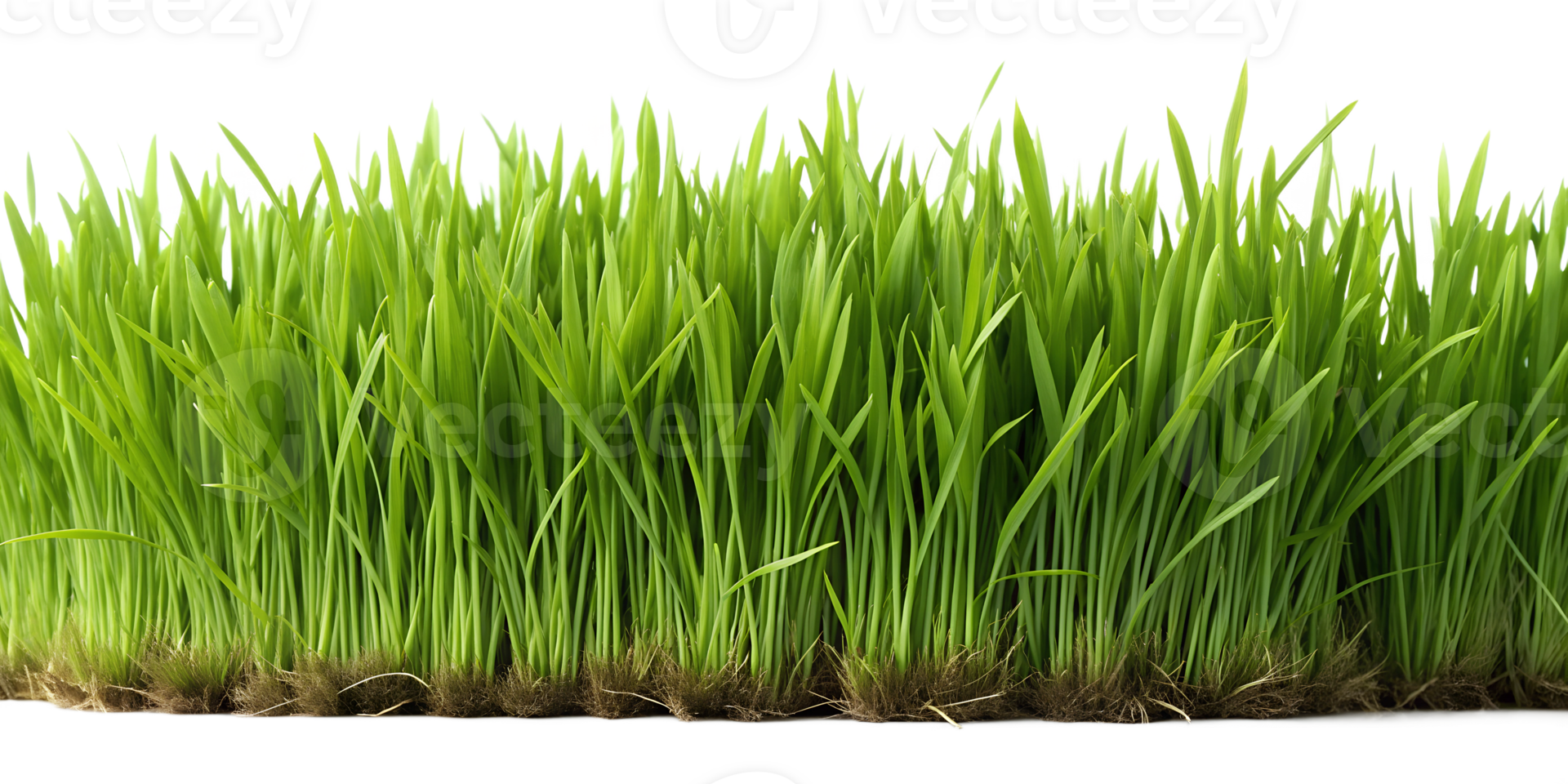 Lush green grass with visible roots, isolated against transparent background png