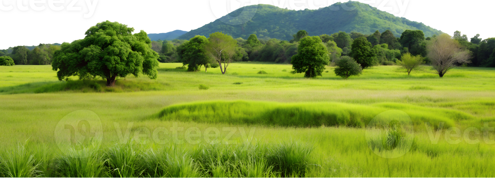 Tranquil green hills with lush grass, isolated against transparent background png