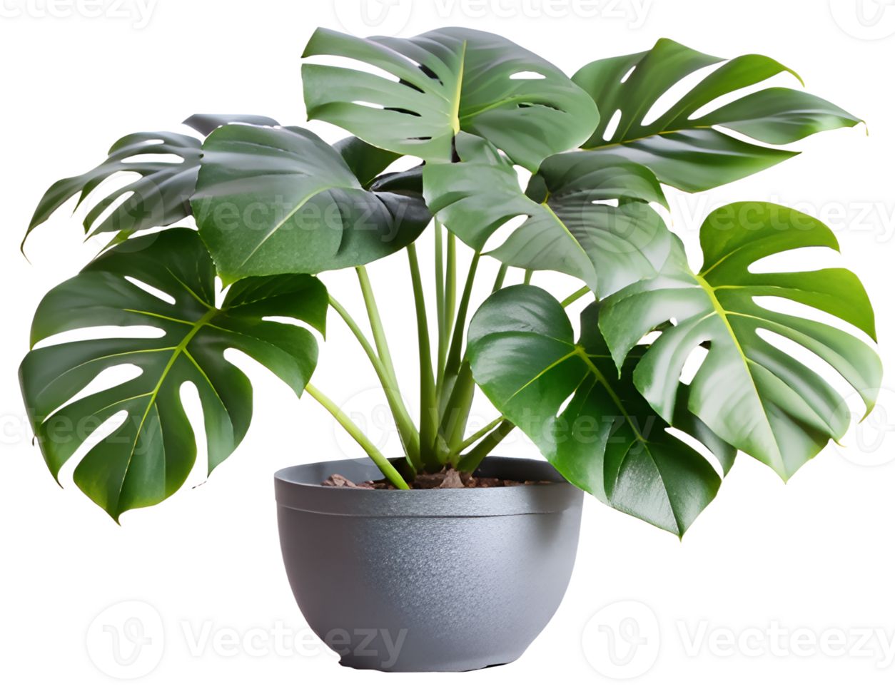Monstera plant with large leaves in pot. House plant. Cuttings, cut out transparent png