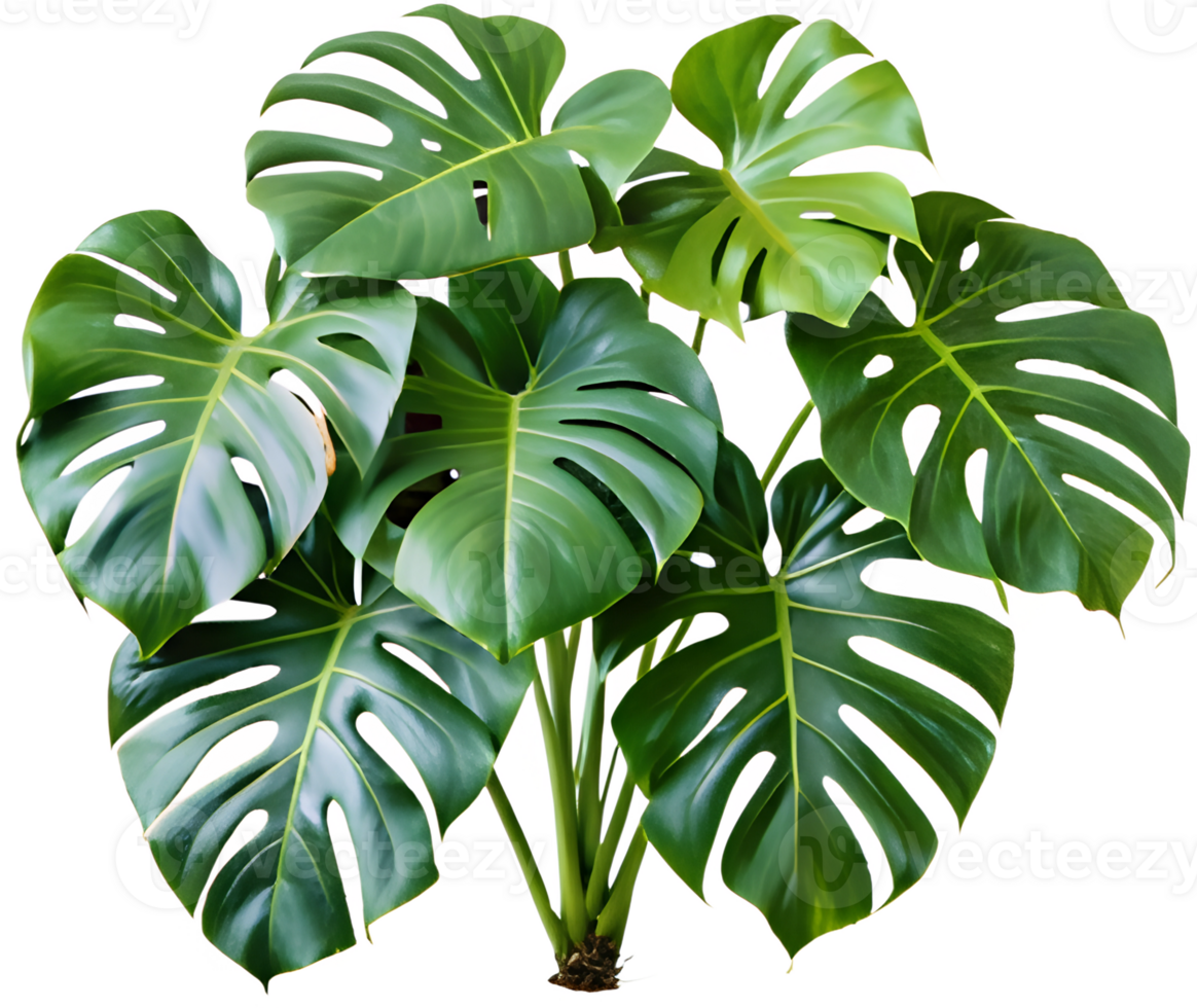 Lush green monstera plant isolated. Plants, cut out transparent png
