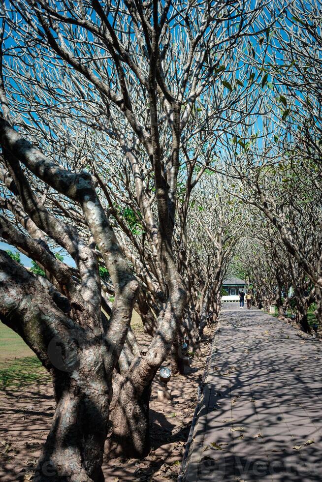 Concrete pathway or footpath covered with branches of bare trees tunnel, Nan Province, Thailand. photo