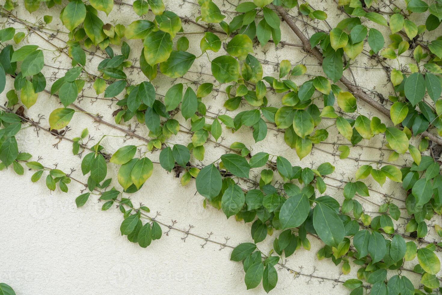 Green plant growing climbing spreads across a painted. photo