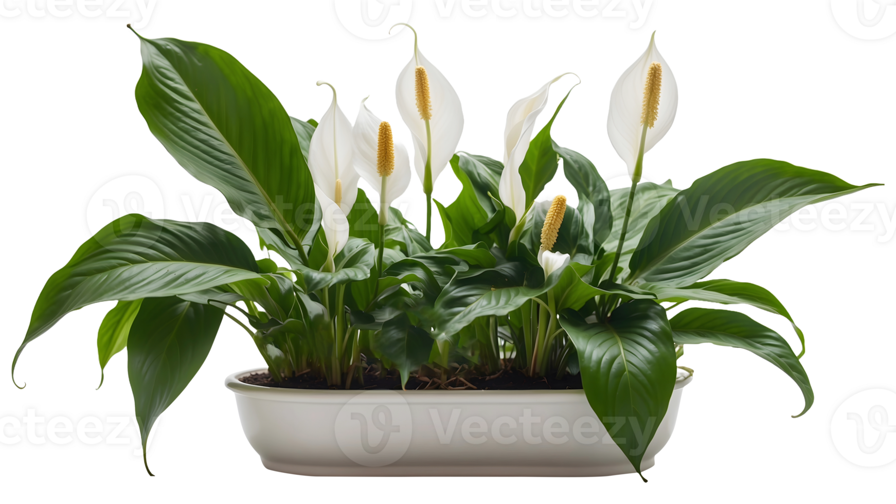 Peace Lily Spathiphyllum Wallisii in a Stylish Flower Tub Isolated on a Transparent Background Peace Lily Flower Isolated on a Transparent Background png