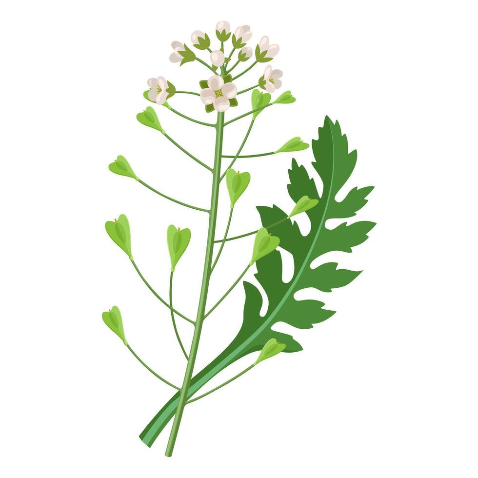 Illustration of Capsella bursa pastoris, known as shepherd's purse, isolated on white background. vector