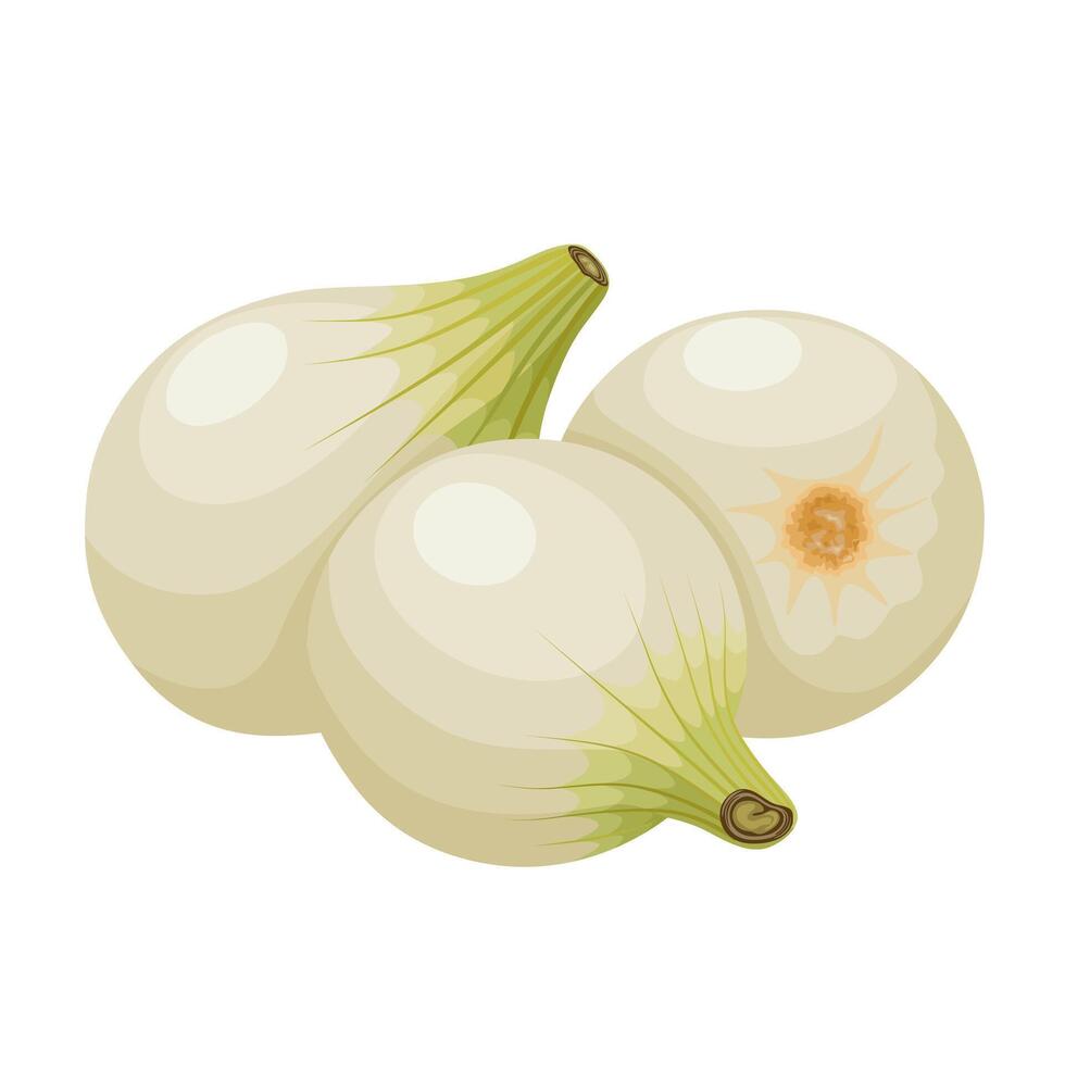 Illustration of pearl onions, also known as button onions, baby onions or silverskin onions, isolated on white background. vector