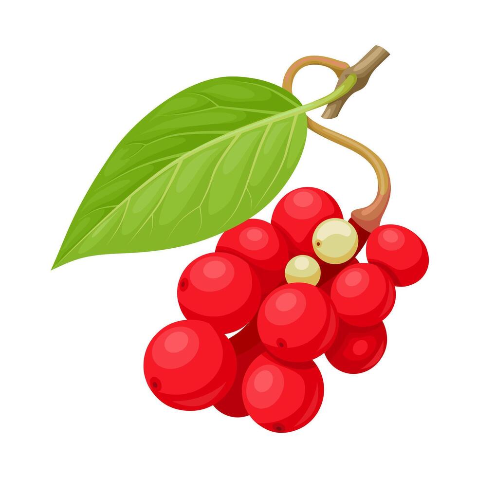 Illustration, Omija or Schisandra chinensis, isolated on white background. vector