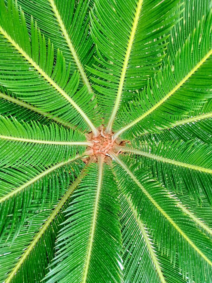 Palm tree view from above photo