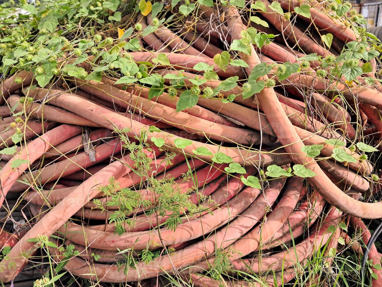 A collection of used cables overgrown with grass which are usually used in the power generation industry photo