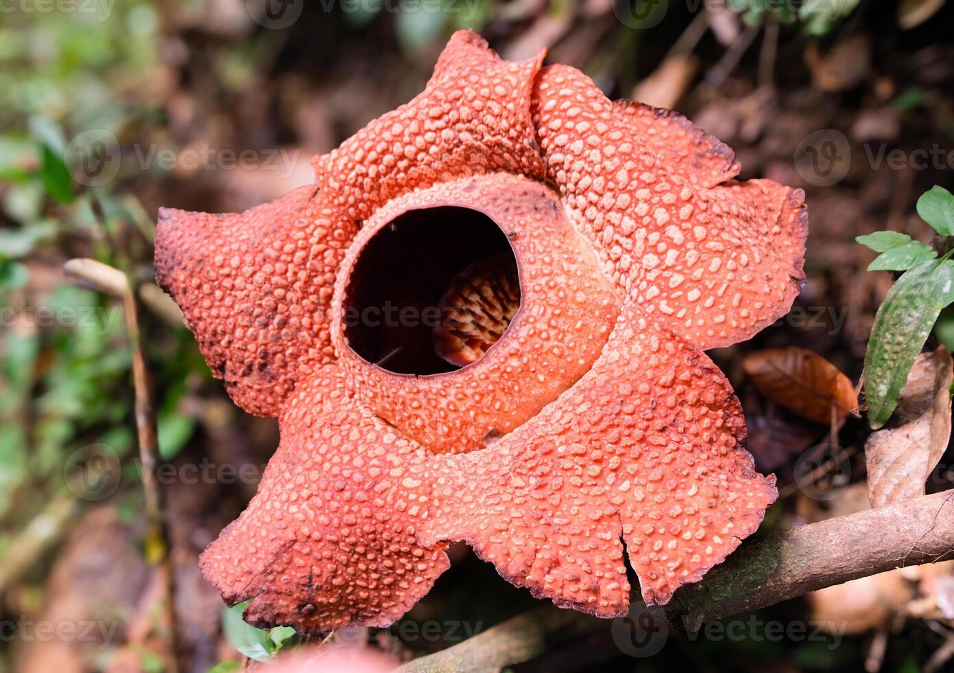The biggest reflesia arnoldii flower, Rafflesia arnoldii is one of the rare flora in Indonesia. This flower has a distinctive foul odor which is useful in the pollination process. photo
