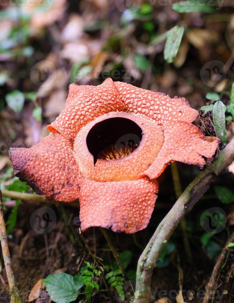 The biggest reflesia arnoldii flower, Rafflesia arnoldii is one of the rare flora in Indonesia. This flower has a distinctive foul odor which is useful in the pollination process. photo