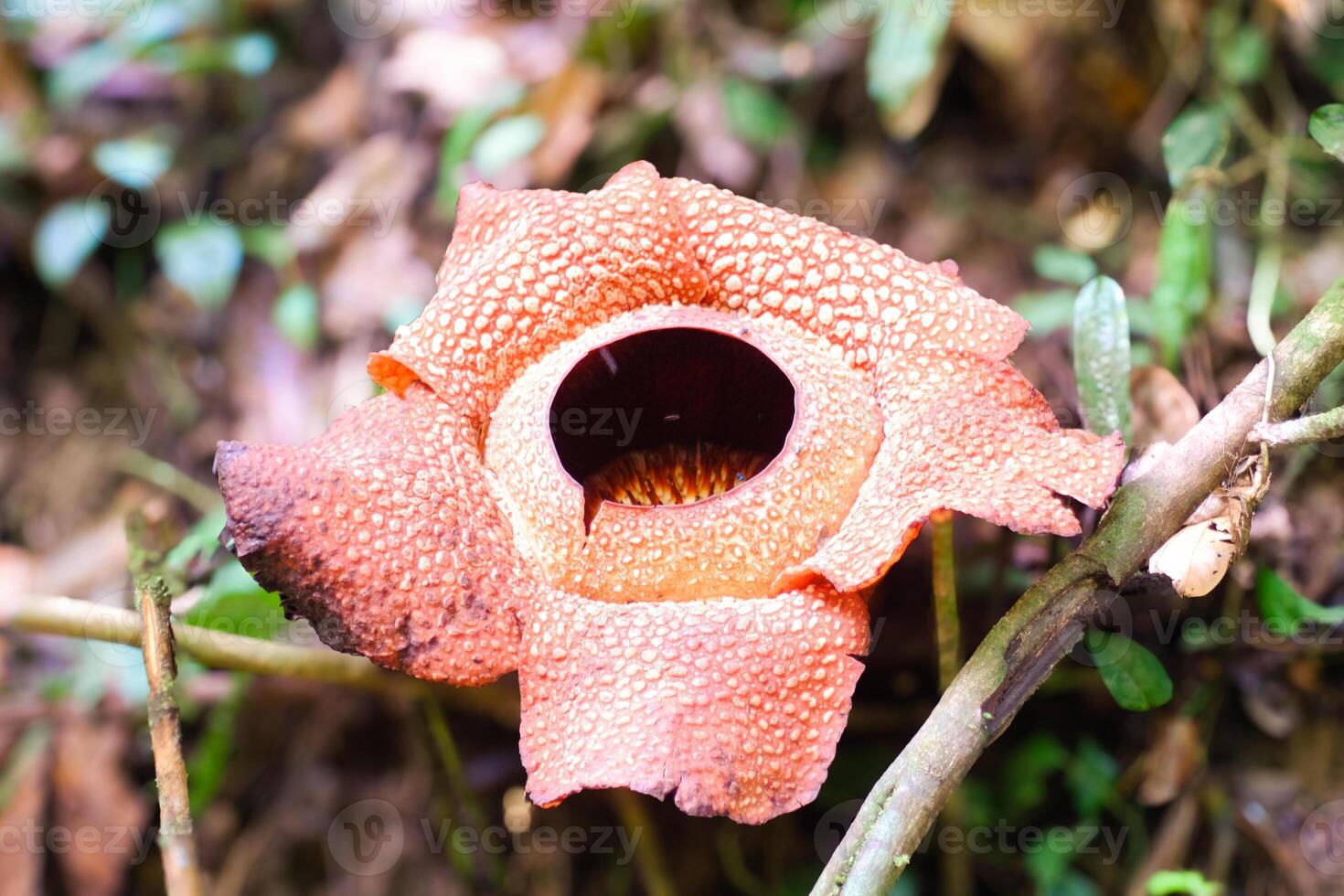 The biggest reflesia arnoldii flower, Rafflesia arnoldii is one of the rare flora in Indonesia. This flower has a distinctive foul odor which is useful in the pollination process. photo