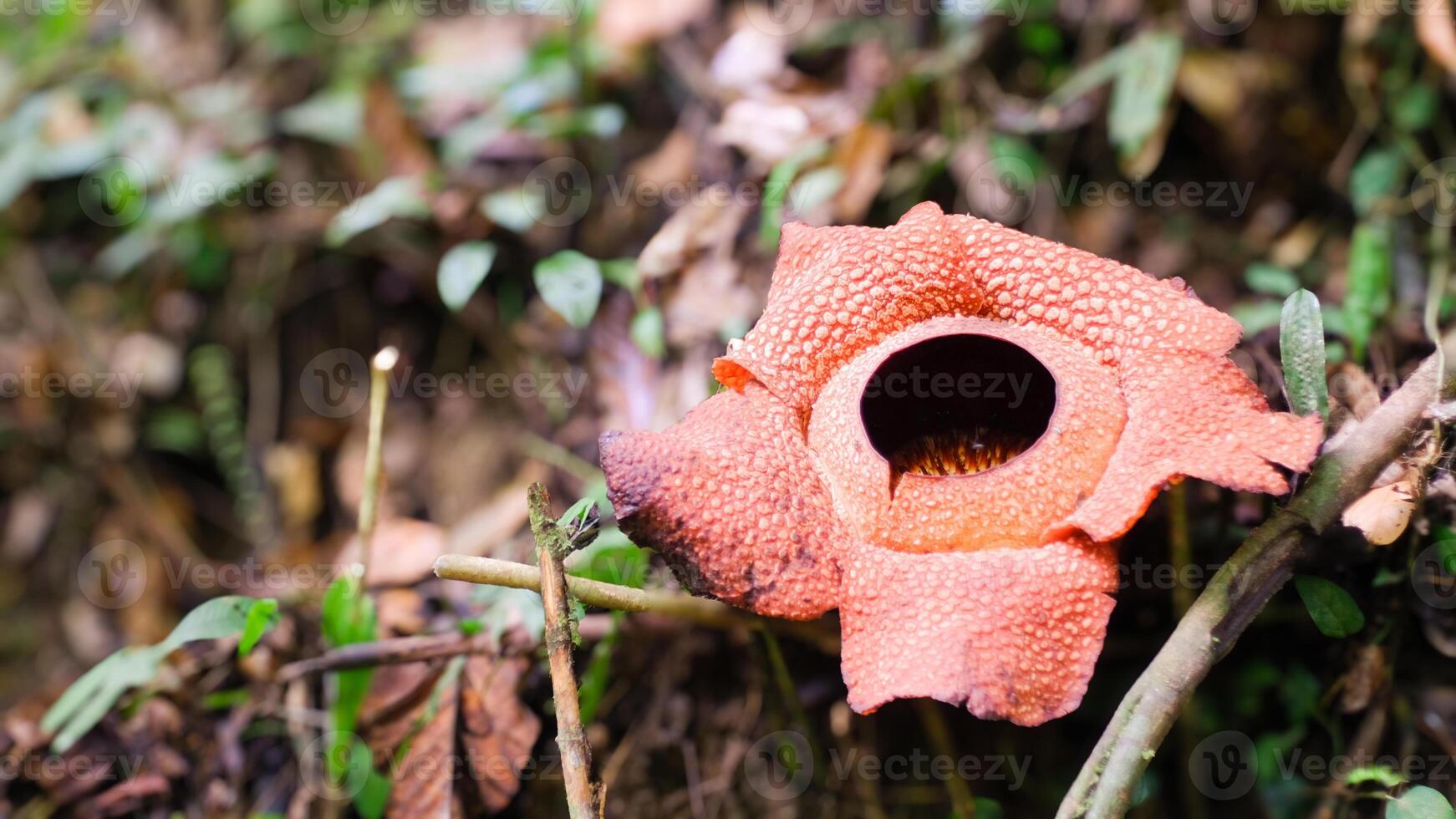 The biggest reflesia arnoldii flower, Rafflesia arnoldii is one of the rare flora in Indonesia. This flower has a distinctive foul odor which is useful in the pollination process. photo
