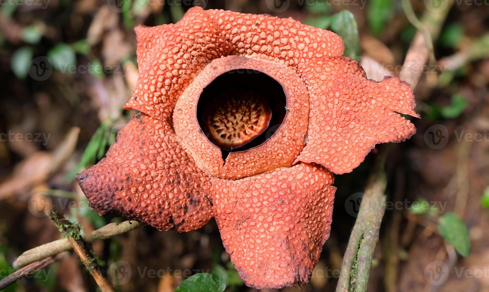 The biggest reflesia arnoldii flower, Rafflesia arnoldii is one of the rare flora in Indonesia. This flower has a distinctive foul odor which is useful in the pollination process. photo