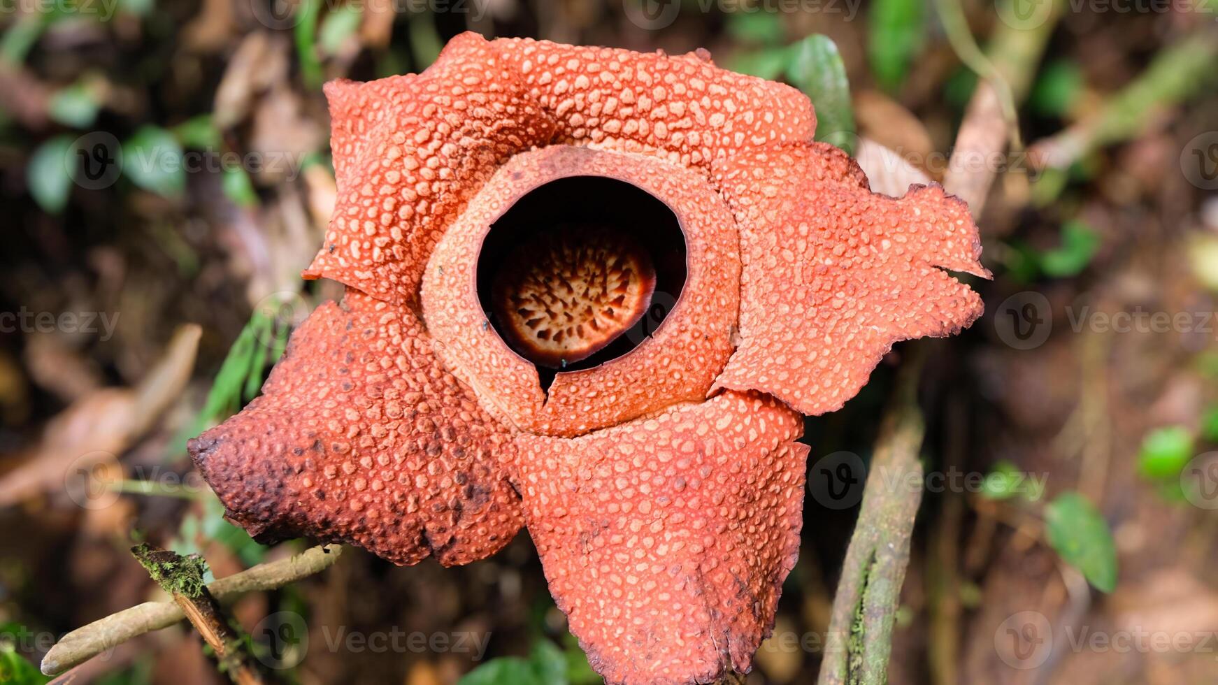 The biggest reflesia arnoldii flower, Rafflesia arnoldii is one of the rare flora in Indonesia. This flower has a distinctive foul odor which is useful in the pollination process. photo