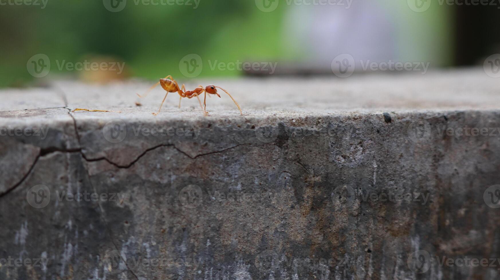 Red weaver ants is walking on the wall surface photo