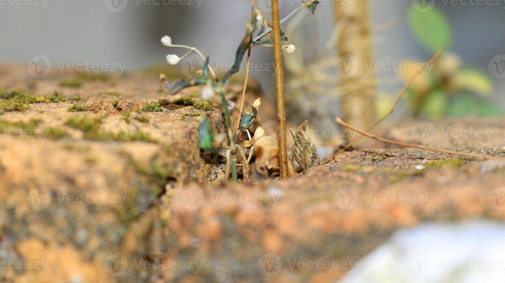 Moss and lichens on stones. Mossy rocks with a blurred background photo