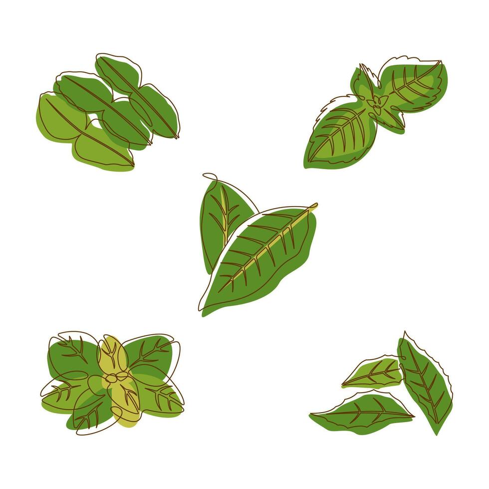 Bay Curry Lime Basil Oregano Leaves Aromatic Herbal in Line Art Style vector