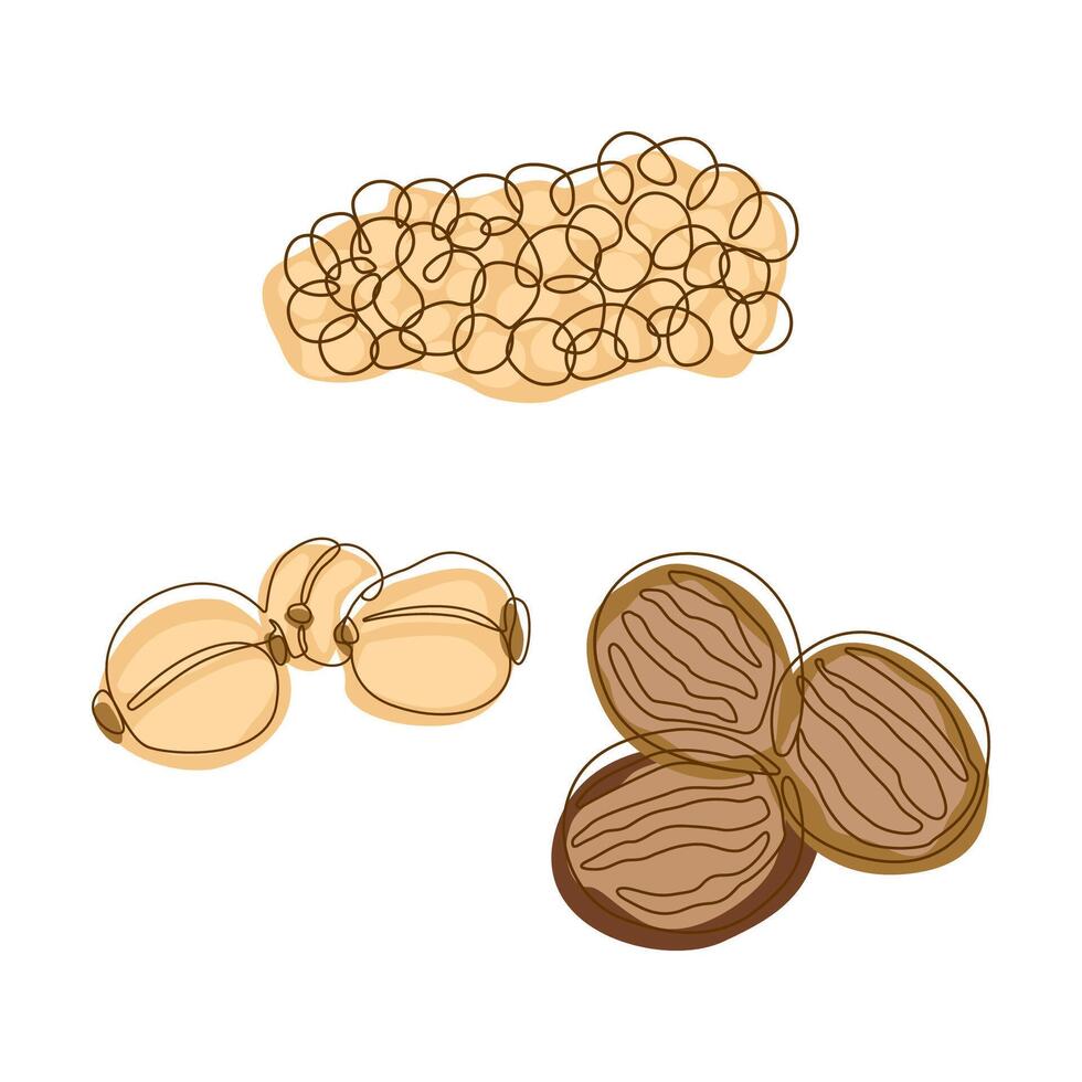 Nutmeg Pecan Coriander Seeds Spice Condiment in Line Art Style vector