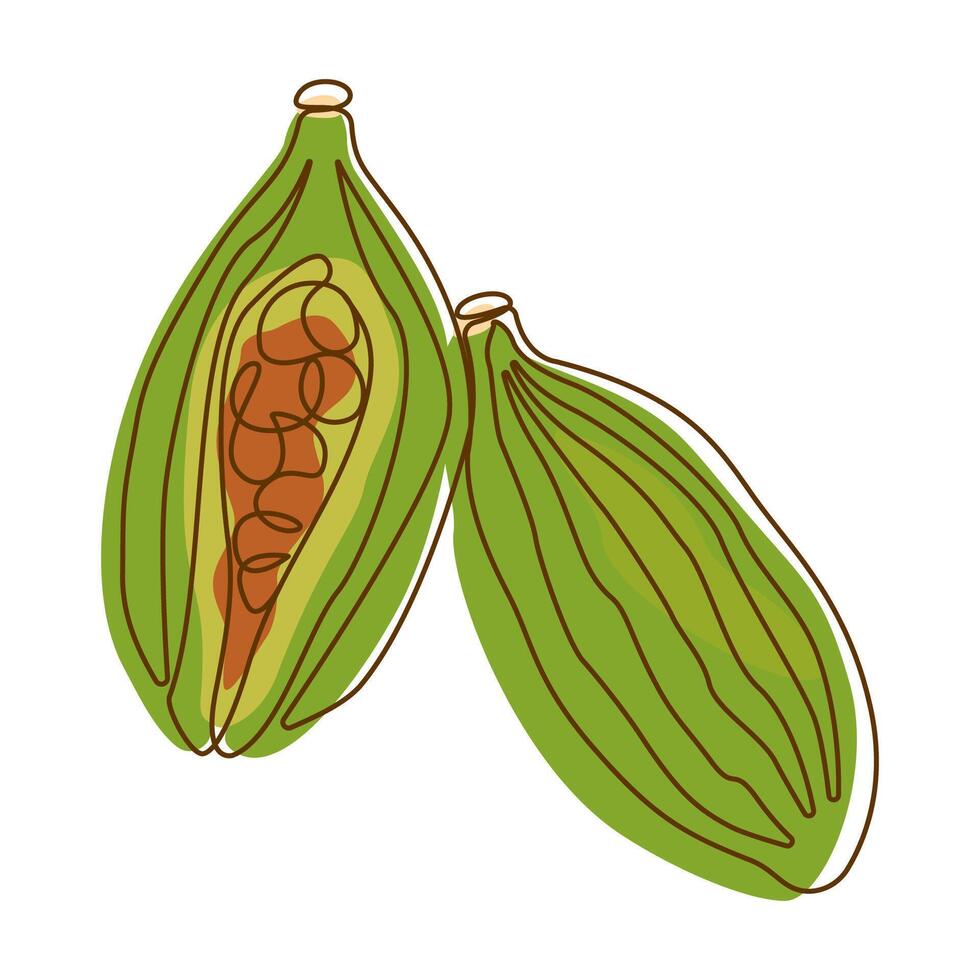 Cardamom Spice Condiment Aromatic Herbal in Line Art Style vector