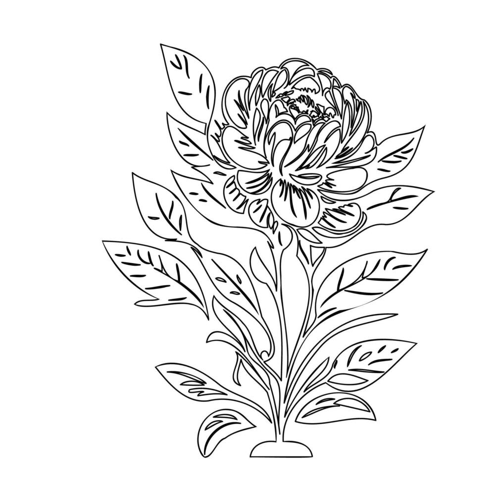 Peony flower plant illustration sketch outline vector