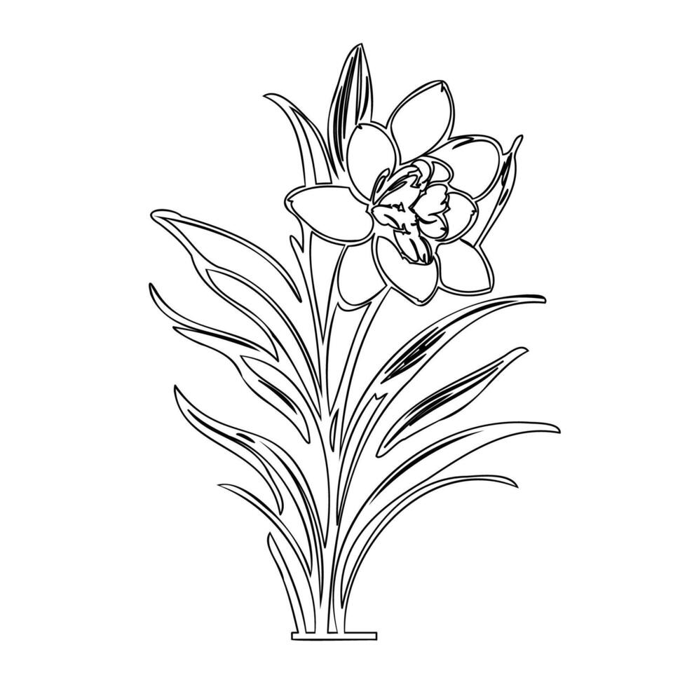 Daffodil flower plant illustration sketch outline vector