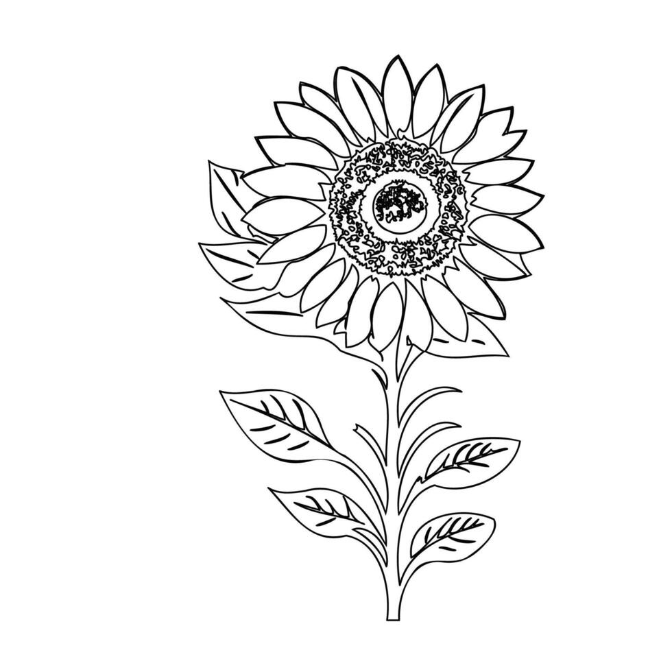 Sunflower flower plant illustration sketch outline vector