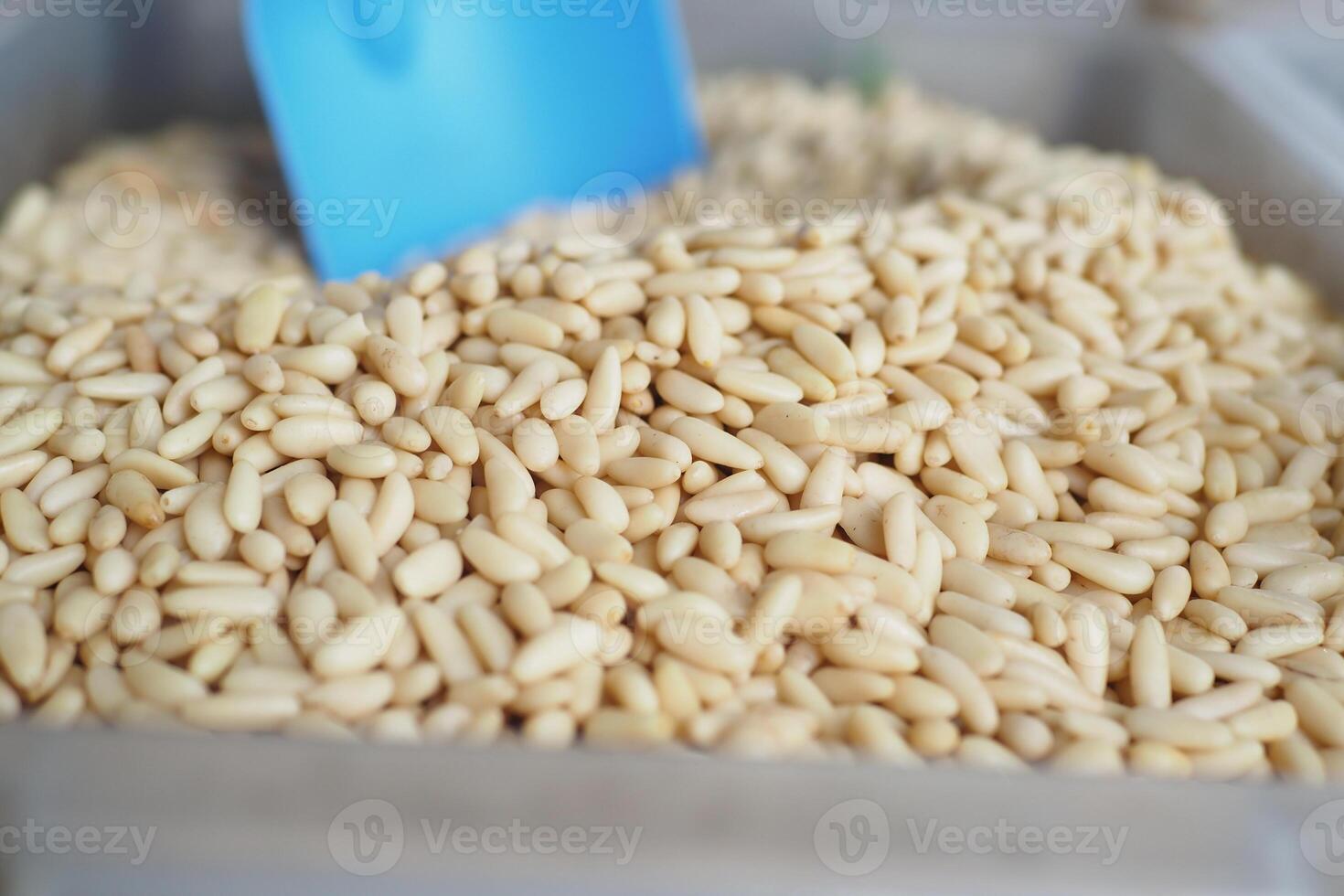 A Detailed CloseUp View of Raw Pine Nuts Displayed in a Clear Container Alongside a Blue Scoop photo