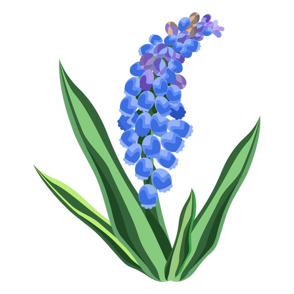 Muscari is grape hyacinth flower. Botanical Illustration vector