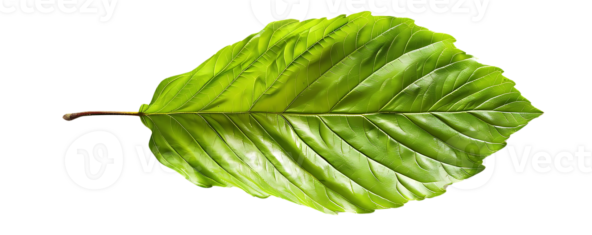 Green Leaf with Veins on Black Background - Realistic Image png