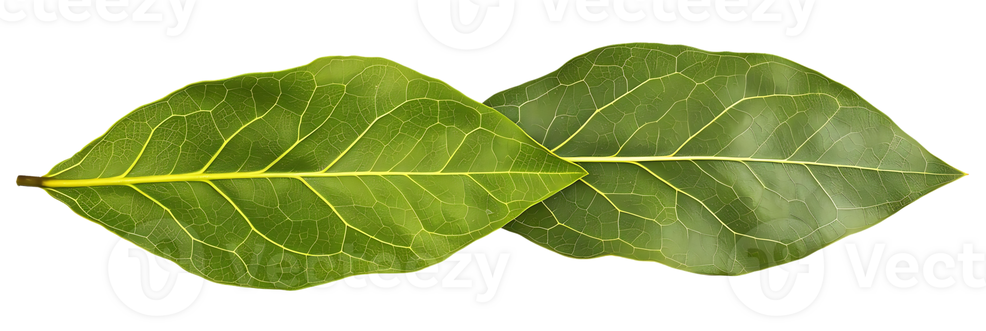 Two Green Leaves with Visible Veins on transparent Background Photo png