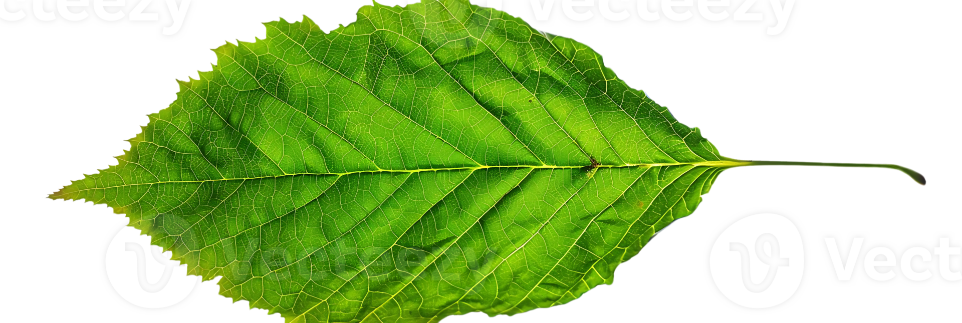 Green Leaf with Detailed Veins Illustration png