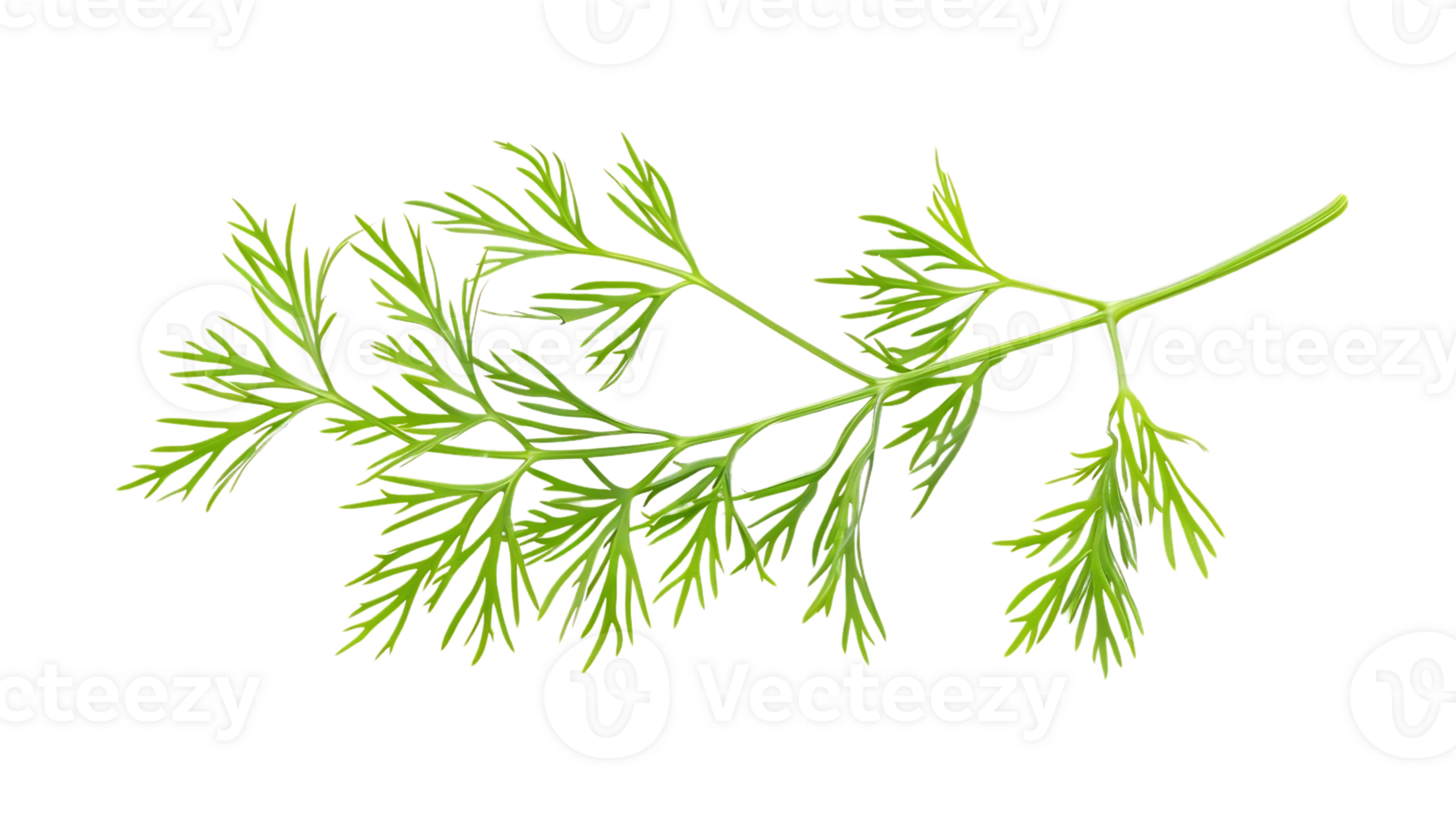 Green Dill Sprig Illustration - Isolated on Black Background png