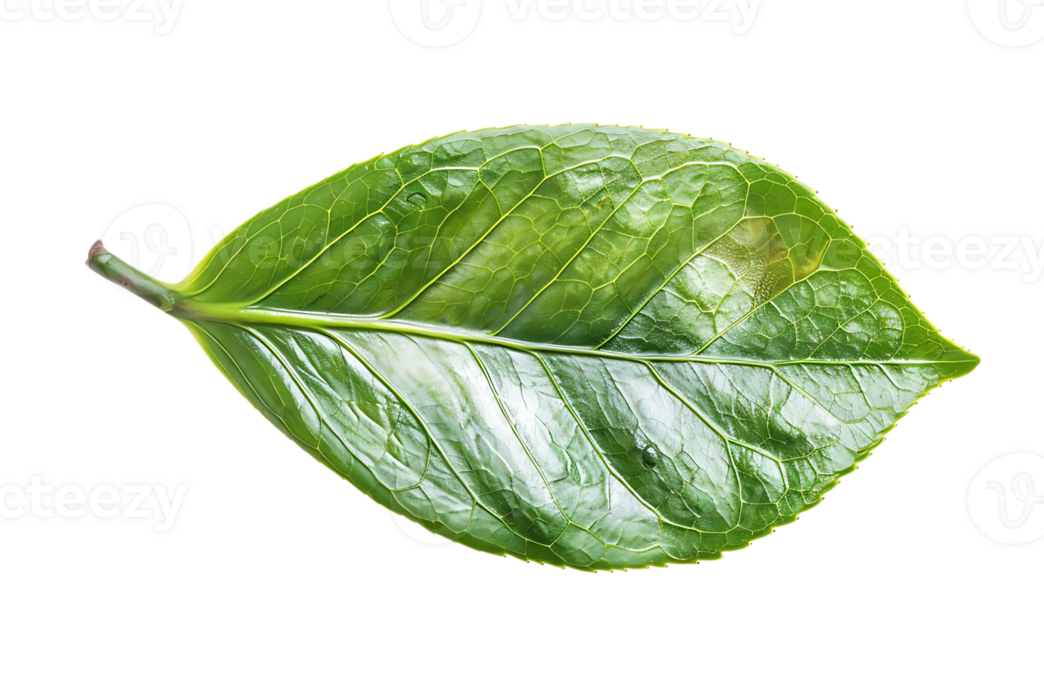 Green Leaf with Veins - Photo png