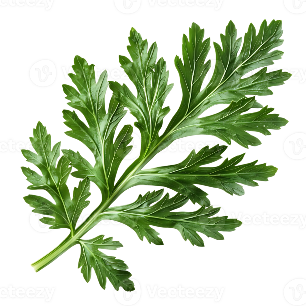 Green Leaf Illustration png
