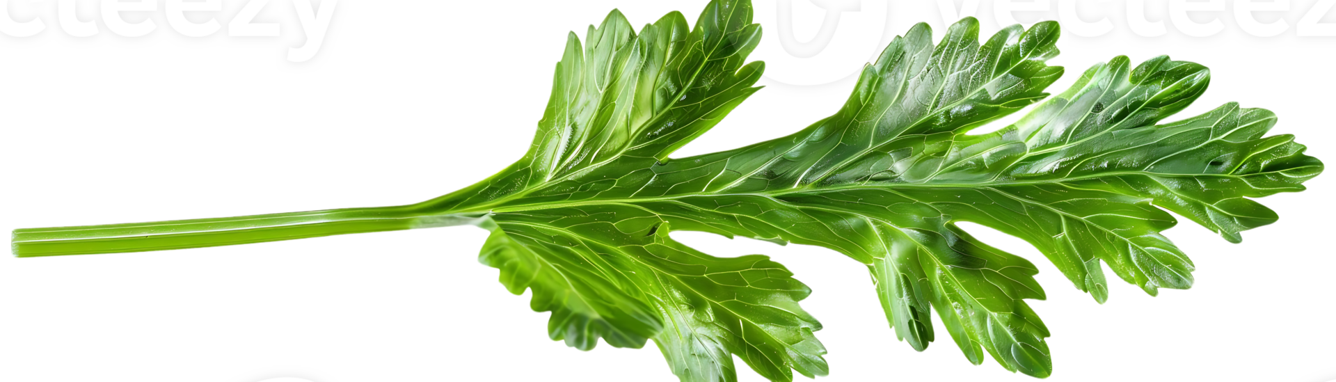 Green Parsley Leaf Isolated on Black Background Illustration png