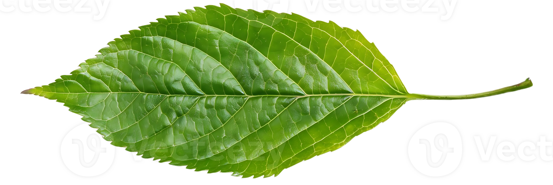 Green Leaf with Detailed Veins - Realistic Image png