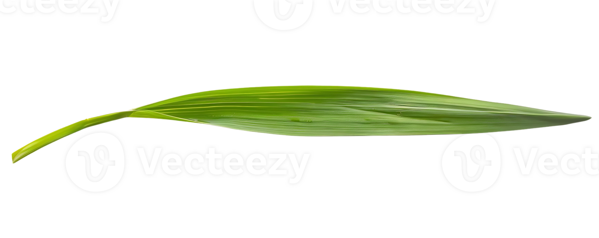 verde foglia con vene illustrazione png