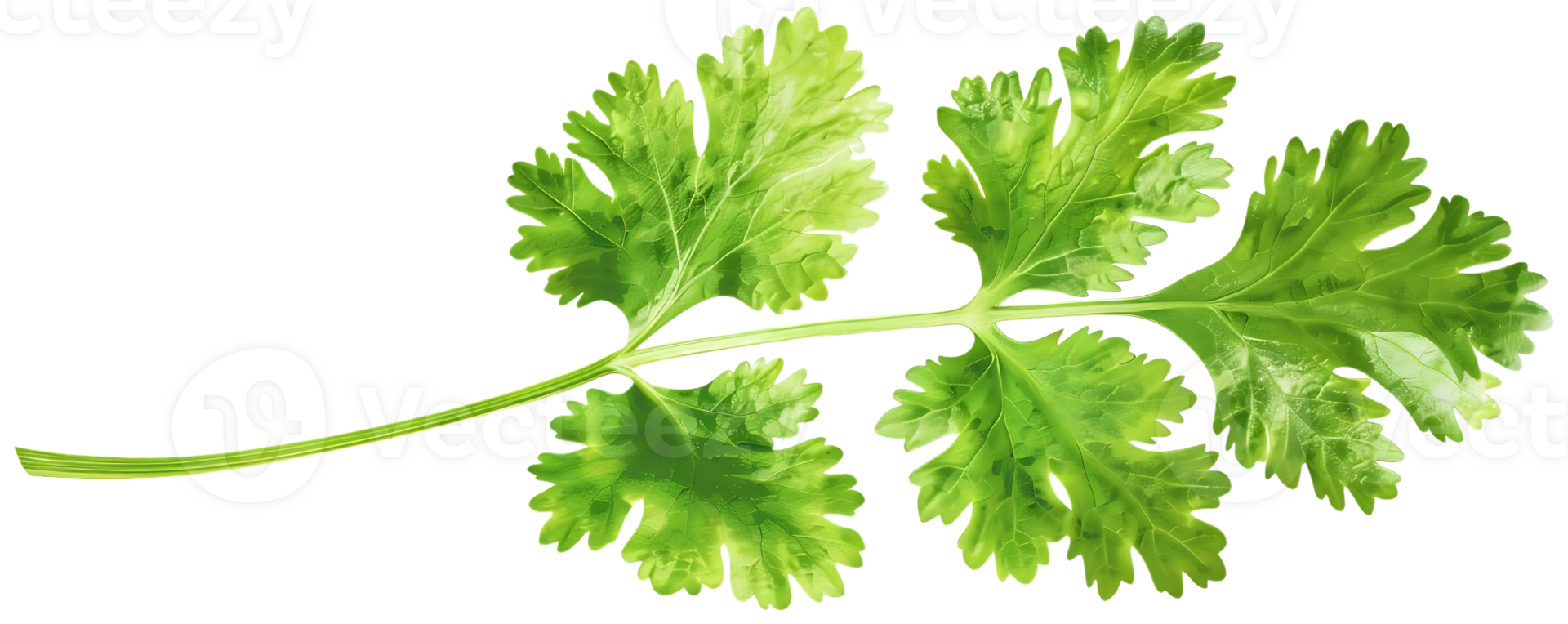 Green Coriander Leaf Illustration on transparent Background png