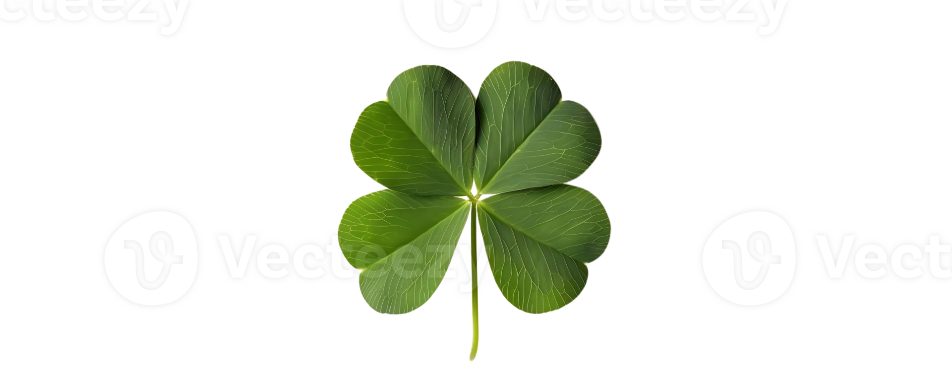 Four Leaf Clover Illustration on transparent Background png
