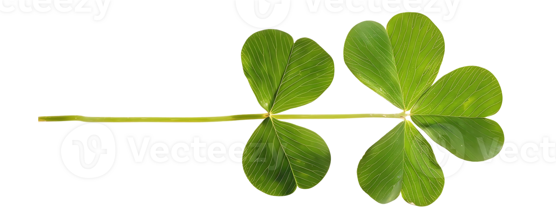 Green Leaf Illustration with Veins and Stem Isolated on transparent Background png